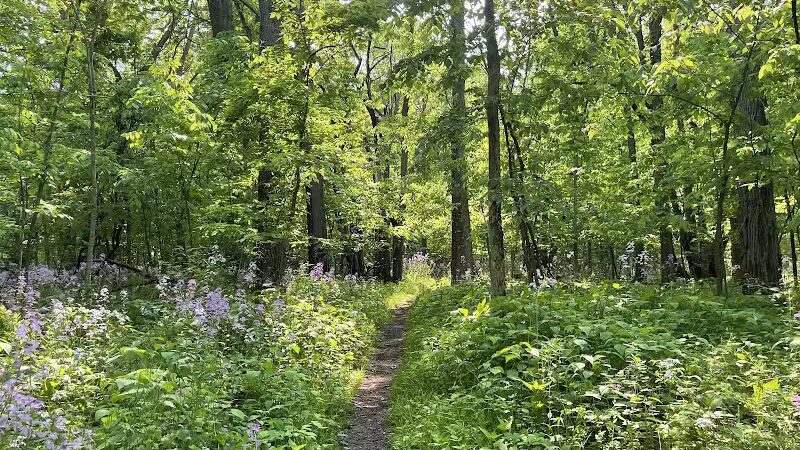 Padgett Park Natural Area (DeWitt Charter Township) - DeWitt,