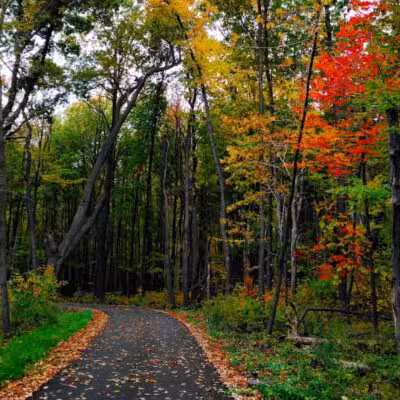 Padgett Park Natural Area (DeWitt Charter Township) - DeWitt,