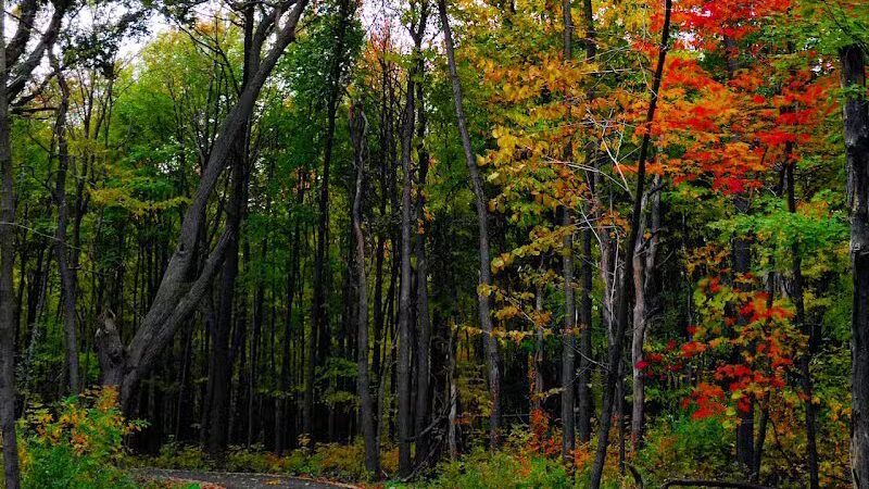 Padgett Park Natural Area (DeWitt Charter Township) - DeWitt,