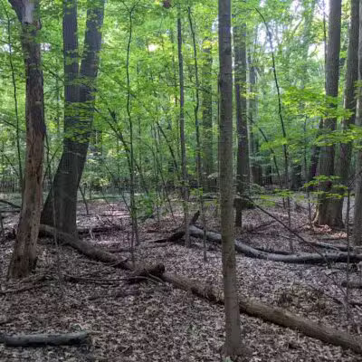Padgett Park Natural Area (DeWitt Charter Township) - DeWitt,