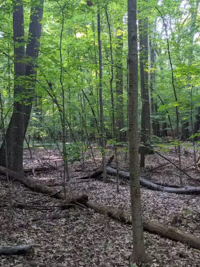 Padgett Park Natural Area (DeWitt Charter Township) - DeWitt,