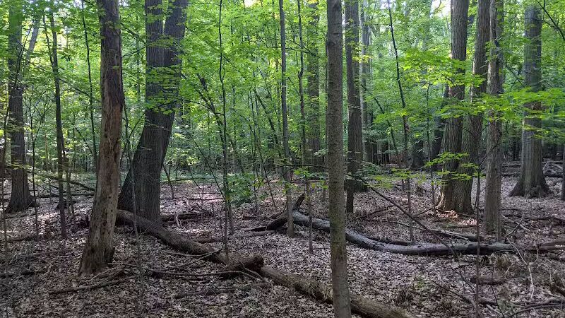 Padgett Park Natural Area (DeWitt Charter Township) - DeWitt,