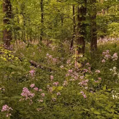 Padgett Park Natural Area (DeWitt Charter Township) - DeWitt,