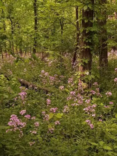 Padgett Park Natural Area (DeWitt Charter Township) - DeWitt,