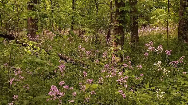 Padgett Park Natural Area (DeWitt Charter Township) - DeWitt,