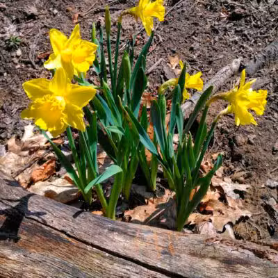 Padgett Park Natural Area (DeWitt Charter Township) - DeWitt,