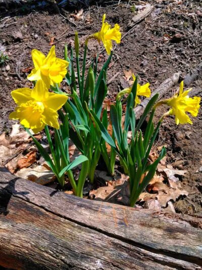 Padgett Park Natural Area (DeWitt Charter Township) - DeWitt,