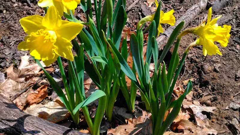 Padgett Park Natural Area (DeWitt Charter Township) - DeWitt,