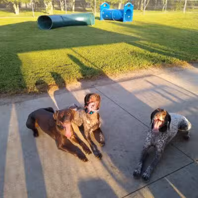 Dickinson Dog Park - Dickinson, ND