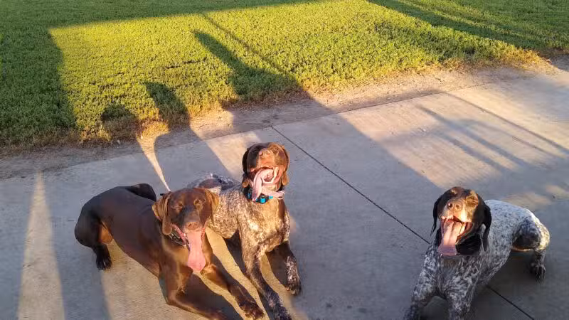 Dickinson Dog Park - Dickinson, ND