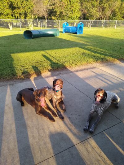 Dickinson Dog Park - Dickinson, ND