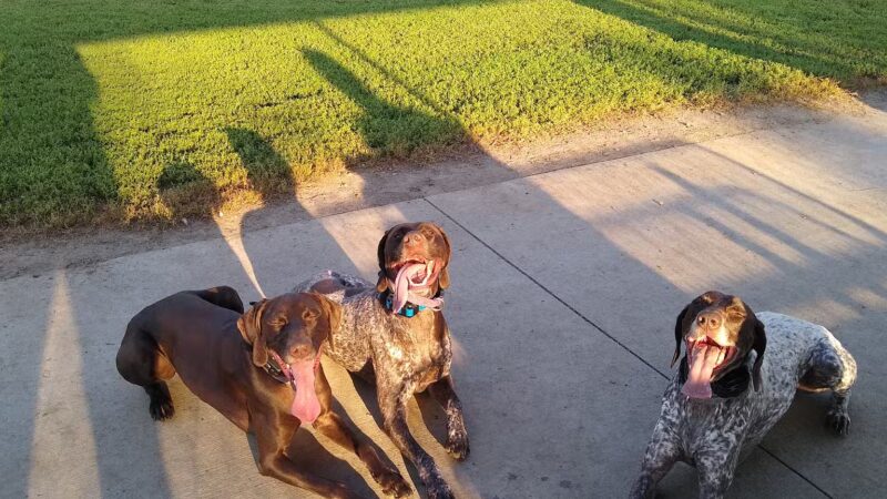 Dickinson Dog Park - Dickinson, ND