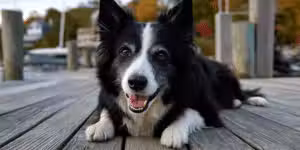 Doggie Bliss - ,