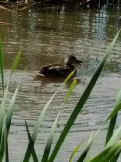 Schultz Park - Douglas,