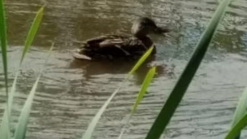 Schultz Park - Douglas,