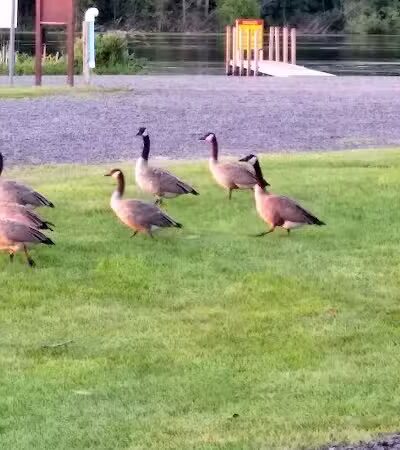 Schultz Park - Douglas,