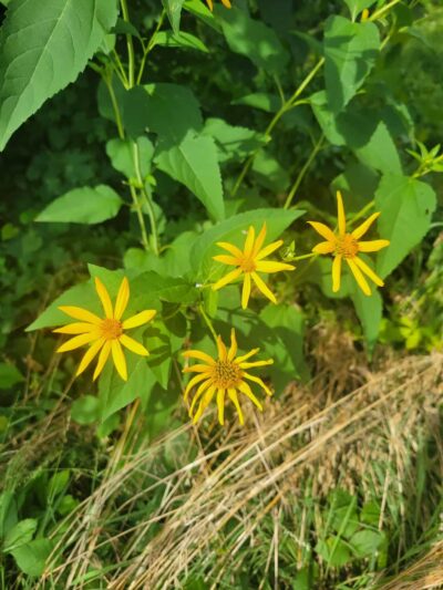 Union Township Recreation Area - Douglassville, PA