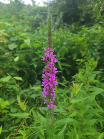 Union Township Recreation Area - Douglassville, PA