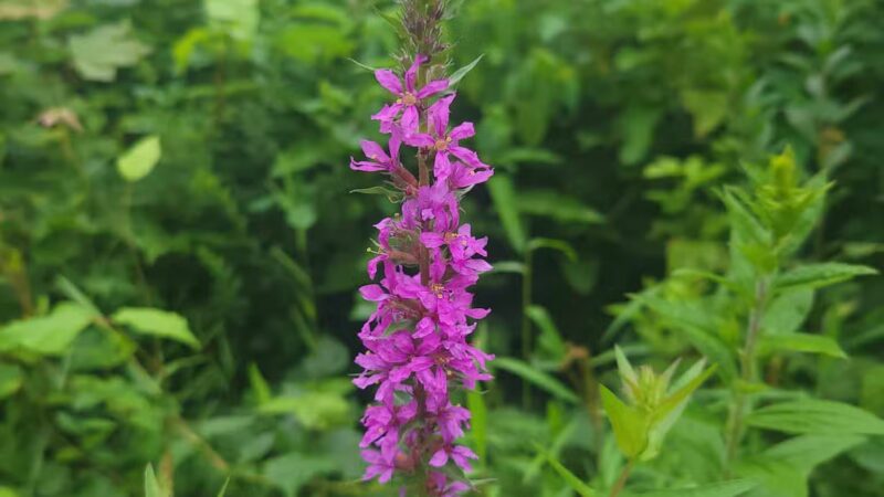 Union Township Recreation Area - Douglassville, PA