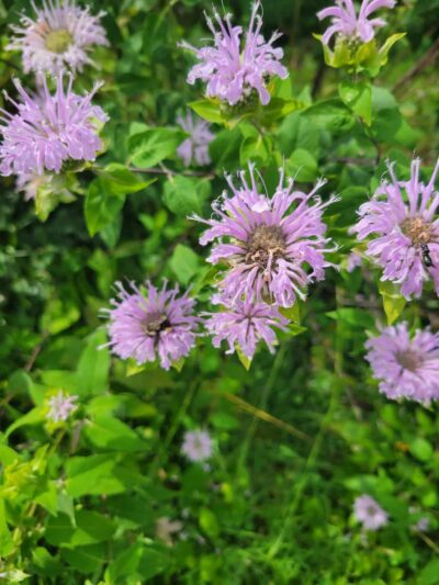 Union Township Recreation Area - Douglassville, PA