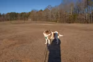 Deer Lick Dog Park - Douglasville, GA