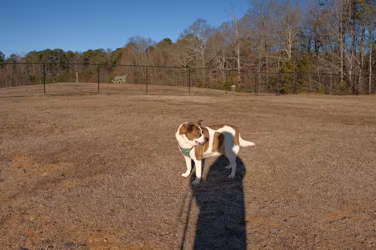 Deer Lick Dog Park - Douglasville, GA