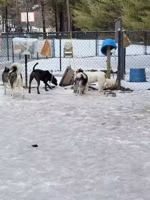 Longhill Dog Park - Dover, NH