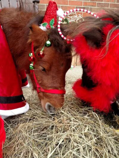 Beckwith Park - Dowagiac,