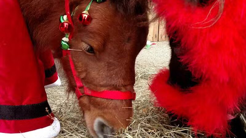 Beckwith Park - Dowagiac,