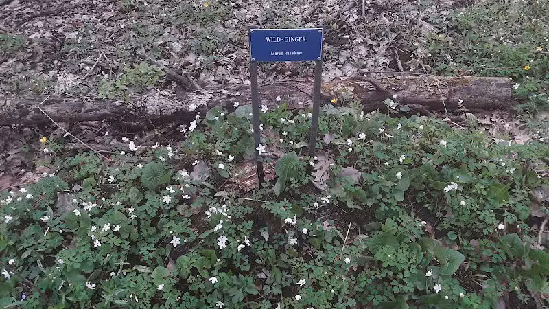 Dowagiac Woods - Dowagiac,