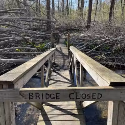 Dowagiac Woods - Dowagiac,