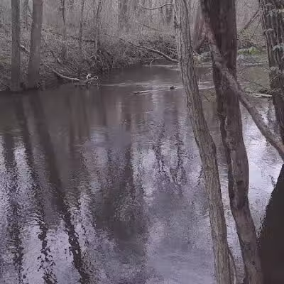 Dowagiac Woods - Dowagiac,