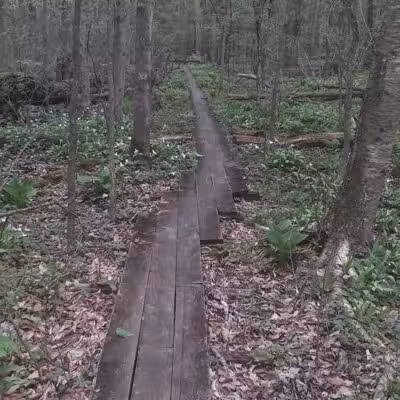 Dowagiac Woods - Dowagiac,