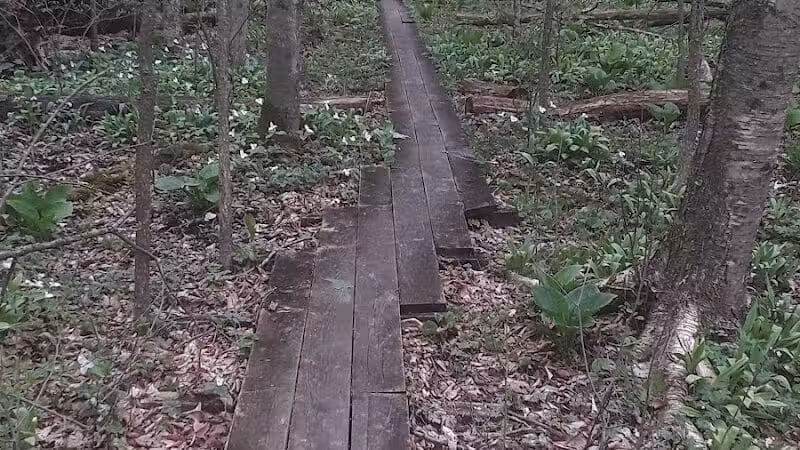 Dowagiac Woods - Dowagiac,