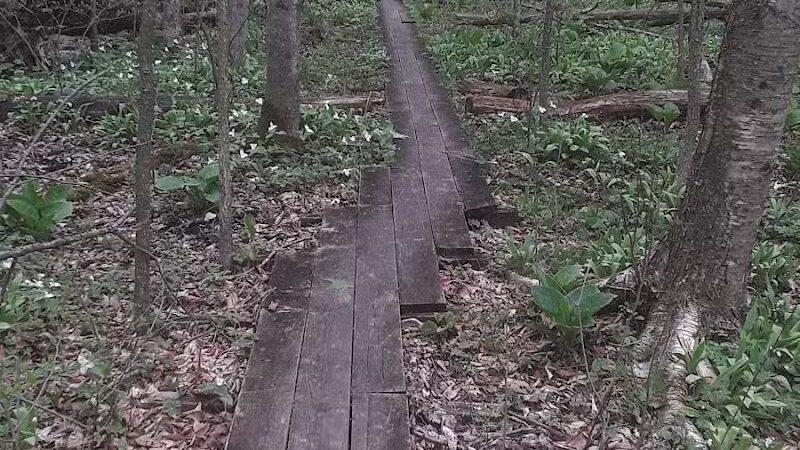 Dowagiac Woods - Dowagiac,