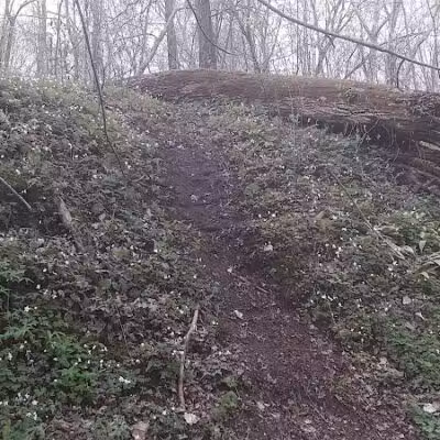 Dowagiac Woods - Dowagiac,