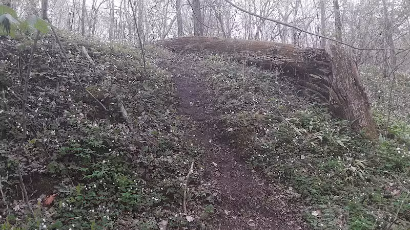 Dowagiac Woods - Dowagiac,