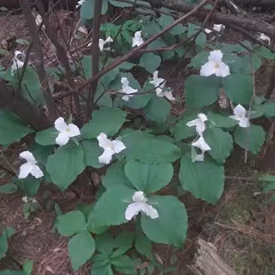 Dowagiac Woods - Dowagiac,