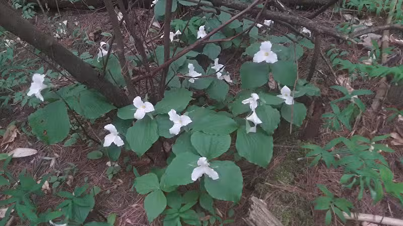 Dowagiac Woods - Dowagiac,