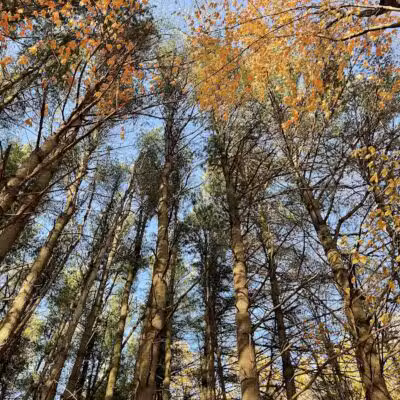 Dowagiac Woods Nature Sanctuary - Dowagiac,
