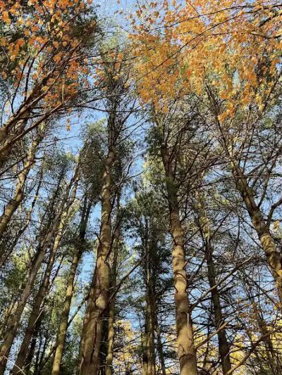 Dowagiac Woods Nature Sanctuary - Dowagiac,