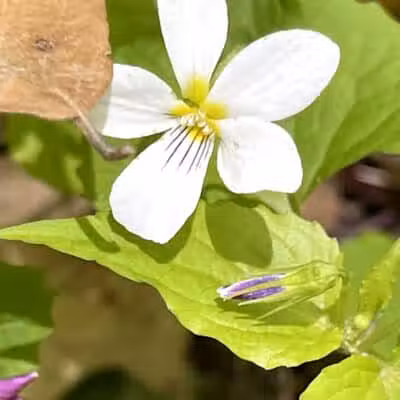 Dowagiac Woods Nature Sanctuary - Dowagiac,