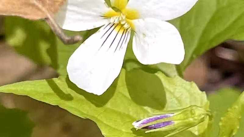 Dowagiac Woods Nature Sanctuary - Dowagiac,