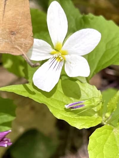 Dowagiac Woods Nature Sanctuary - Dowagiac,