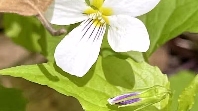 Dowagiac Woods Nature Sanctuary - Dowagiac,