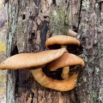Dowagiac Woods Nature Sanctuary - Dowagiac,