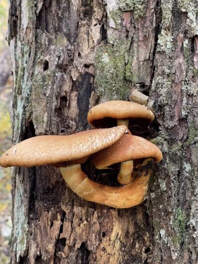 Dowagiac Woods Nature Sanctuary - Dowagiac,