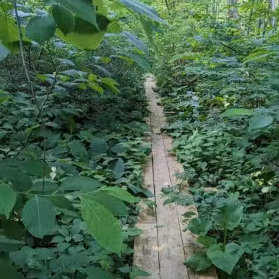 Dowagiac Woods Nature Sanctuary - Dowagiac,