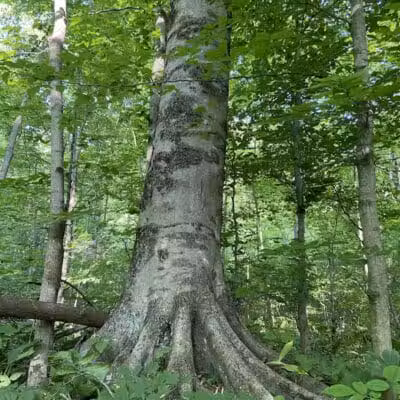 Dowagiac Woods Nature Sanctuary - Dowagiac,