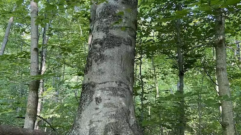 Dowagiac Woods Nature Sanctuary - Dowagiac,